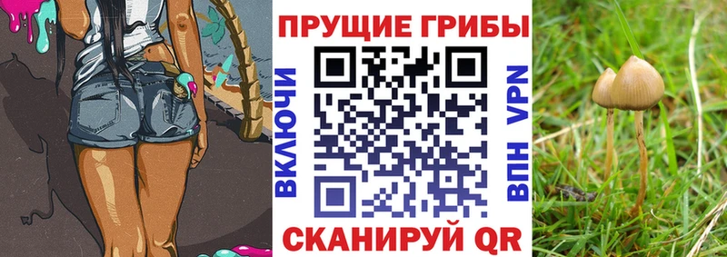 Галлюциногенные грибы Cubensis  сколько стоит  Сысерть 